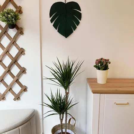 Ninino 贝尔格莱德